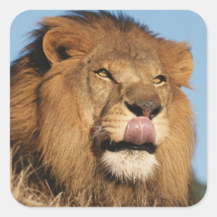 Sticker Carré Lion d'Afrique (Panthera Leo), savane africaine
