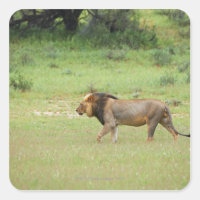 lion mâle marchant, Panthera leo, Kgalagadi