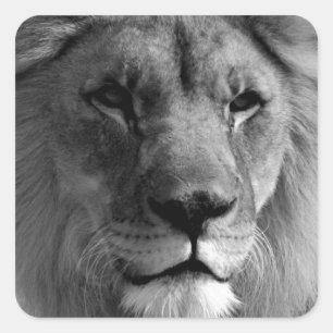 Sticker Carré Lion noir et blanc