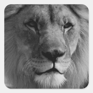 Sticker Carré Lion noir et blanc