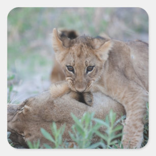Sticker Carré Lion (Panthera leo) bébé mordant l'oreille des mèr