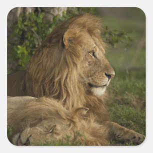 Sticker Carré Lion, Panthera leo, Lower Mara, Masai Mara GR,