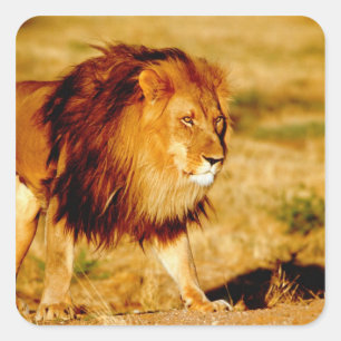 Sticker Carré Lion solitaire