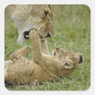 Sticker Carré Lionceau Jouant