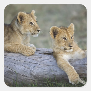 Sticker Carré Lionceaux sur rondin