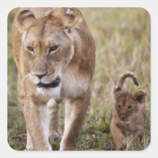 Sticker Carré Lionne avec son petit (Devant)