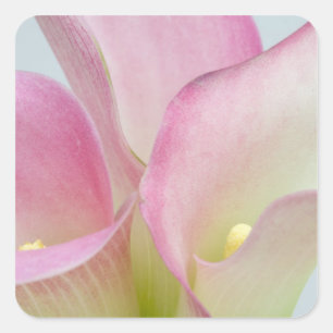 Sticker Carré Lis calla roses
