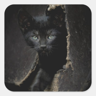 Sticker Carré Little Black Kitty