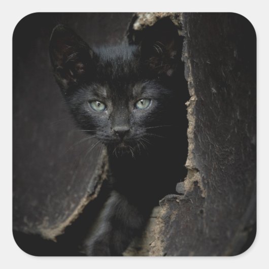 Sticker Carré Little Black Kitty (Devant)