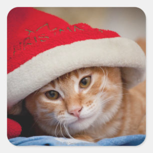 Sticker Carré Little Kitten en Casquette de Noël rouge