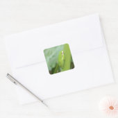 Sticker Carré littleepy green tree frog (Enveloppe)