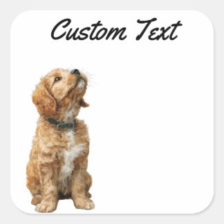 Sticker Carré Looking Up Puppy-3 | Personalized Custom Text