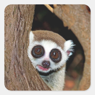 Sticker Carré Loris lent