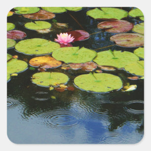 Sticker Carré Lotus rose en pluie