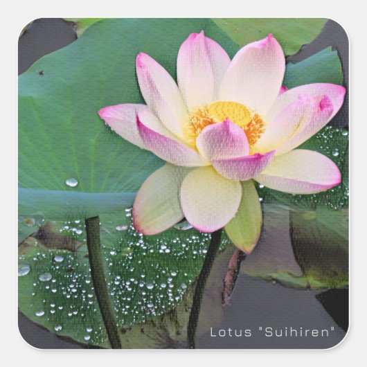 Sticker Carré Lotus "Suihiren" (Devant)