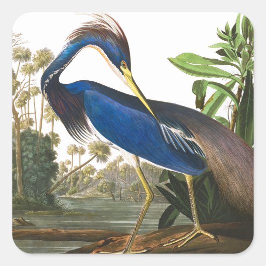 Sticker Carré Louisiana Heron par John James Audubon (Devant)