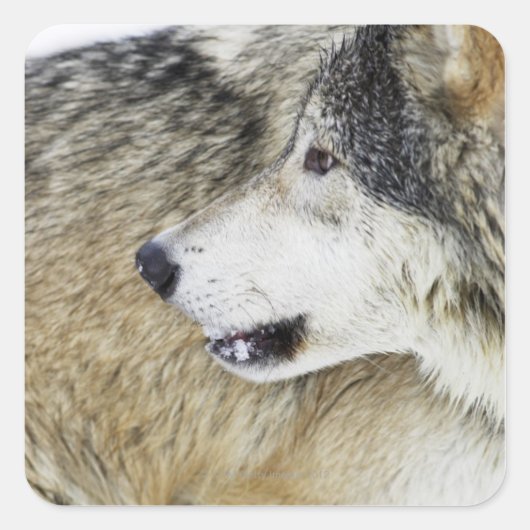 Sticker Carré Loup (Devant)