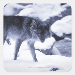 Sticker Carré Loup