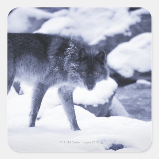Sticker Carré Loup (Devant)