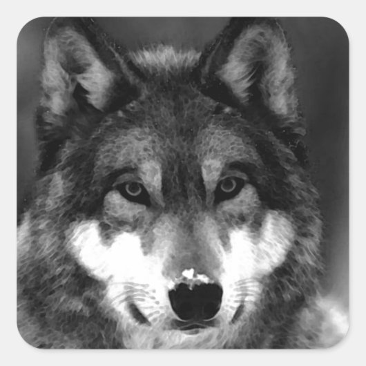 Sticker Carré Loup (Devant)