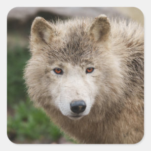 Sticker Carré Loup blanc boueux