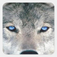 Loup bleu