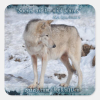 Loup gris en hiver Photo de la faune de la neige