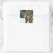 Sticker Carré Loup gris narling (Sac)