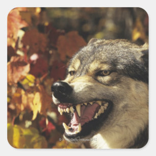 Sticker Carré Loup (lupus de Canis) grondant, headshot, avec