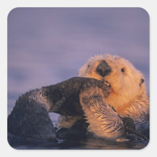 Sticker Carré Loutre de mer, Enhydra lutris