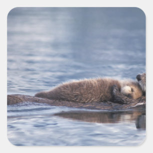 Sticker Carré loutre de mer, Enhydra lutris lutris