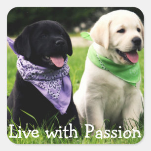 Sticker Carré Love Black & Yellow Labrador Retriever Puppy Dogs