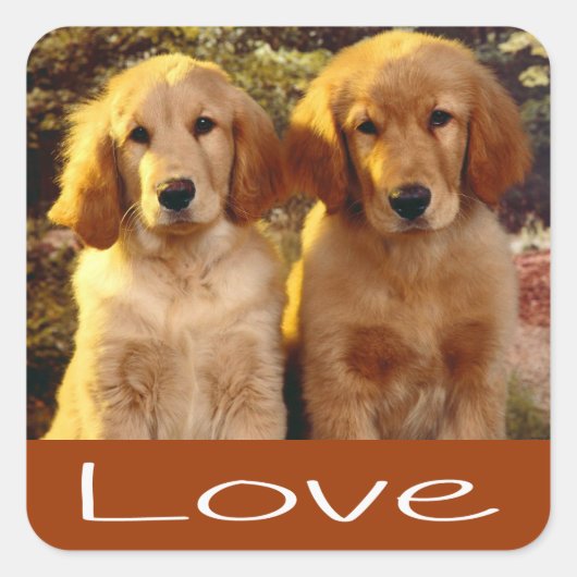 Sticker Carré Love Golden Retriever Chien Chien Chien Chien Chie (Devant)