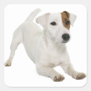 Sticker Carré Love Jack Russell Terrier Chien blanc Chien blanc 