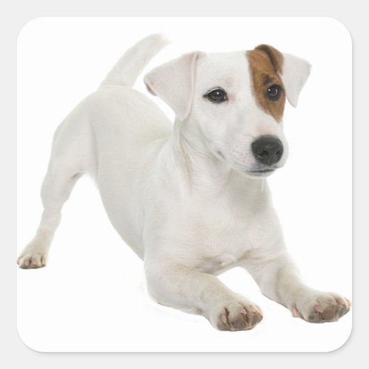 Sticker Carré Love Jack Russell Terrier Chien Chien Chien Chien  (Devant)