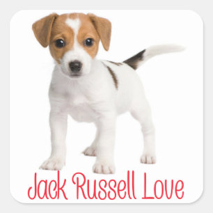 Sticker Carré Love Jack Russell Terrier Chien chiot