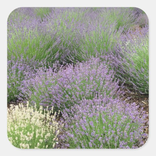 Sticker Carré Lovely Lavender (Devant)