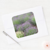 Sticker Carré Lovely Lavender (Enveloppe)