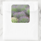 Sticker Carré Lovely Lavender (Sac)