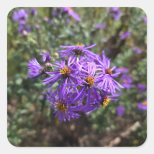 Sticker Carré Lueur violette de l'automne