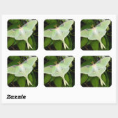Sticker Carré Luna Moth on Carnaby Clematis (Feuille)