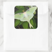 Sticker Carré Luna Moth on Carnaby Clematis (Sac)