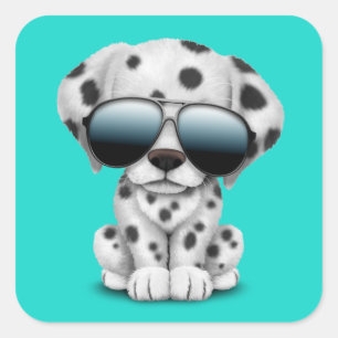 Sticker Carré Lunettes de soleil de port de chiot dalmatien