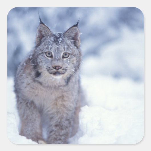 Sticker Carré Lynx dans la neige dans les contreforts (Devant)