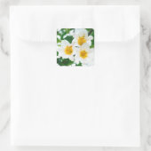 Sticker Carré Lys blancs - Lilium Flower candidum (Sac)