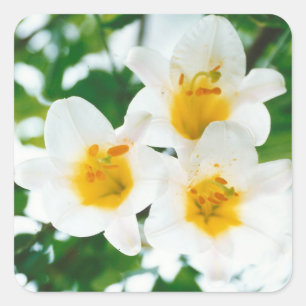 Sticker Carré Lys blancs - Lilium Flower candidum
