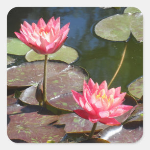 Sticker Carré Lys d'eau rose