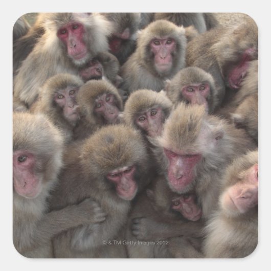 Sticker Carré Macaque japonaise (Macaca fuscata) serré (Devant)