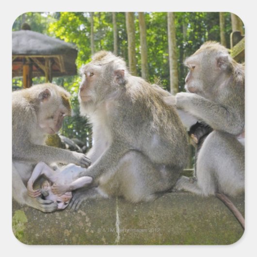 Sticker Carré Macaque mangeur de crabes, Macaca fasciularis, à U (Devant)
