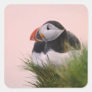 Sticker Carré Macareux moine (Fratercula arctica)